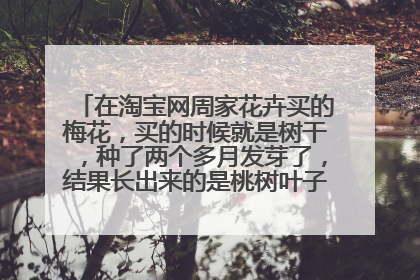 在淘宝网周家花卉买的梅花，买的时候就是树干，种了两个多月发芽了，结果长出来的是桃树叶子。给卖家联系
