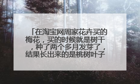 在淘宝网周家花卉买的梅花,买的时候就是树干,种了两个多月发芽了,结果长出来的是桃树叶子。给卖家联系