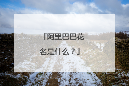 阿里巴巴花名是什么?